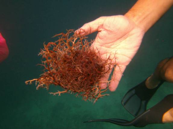 A mais estranha estrela-do-mar que eu já tinha visto, durante mergulho em Soufriere, sul de Santa Lúcia, no Caribe